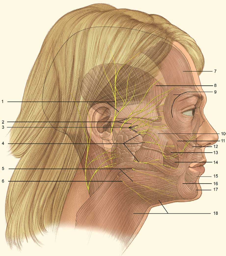 Расположение лица. Лицевой и тройничный нерв анатомия. Нервы головы тройничный нерв. Тройничный лицевой нерв. Расположение тройничного нерва.